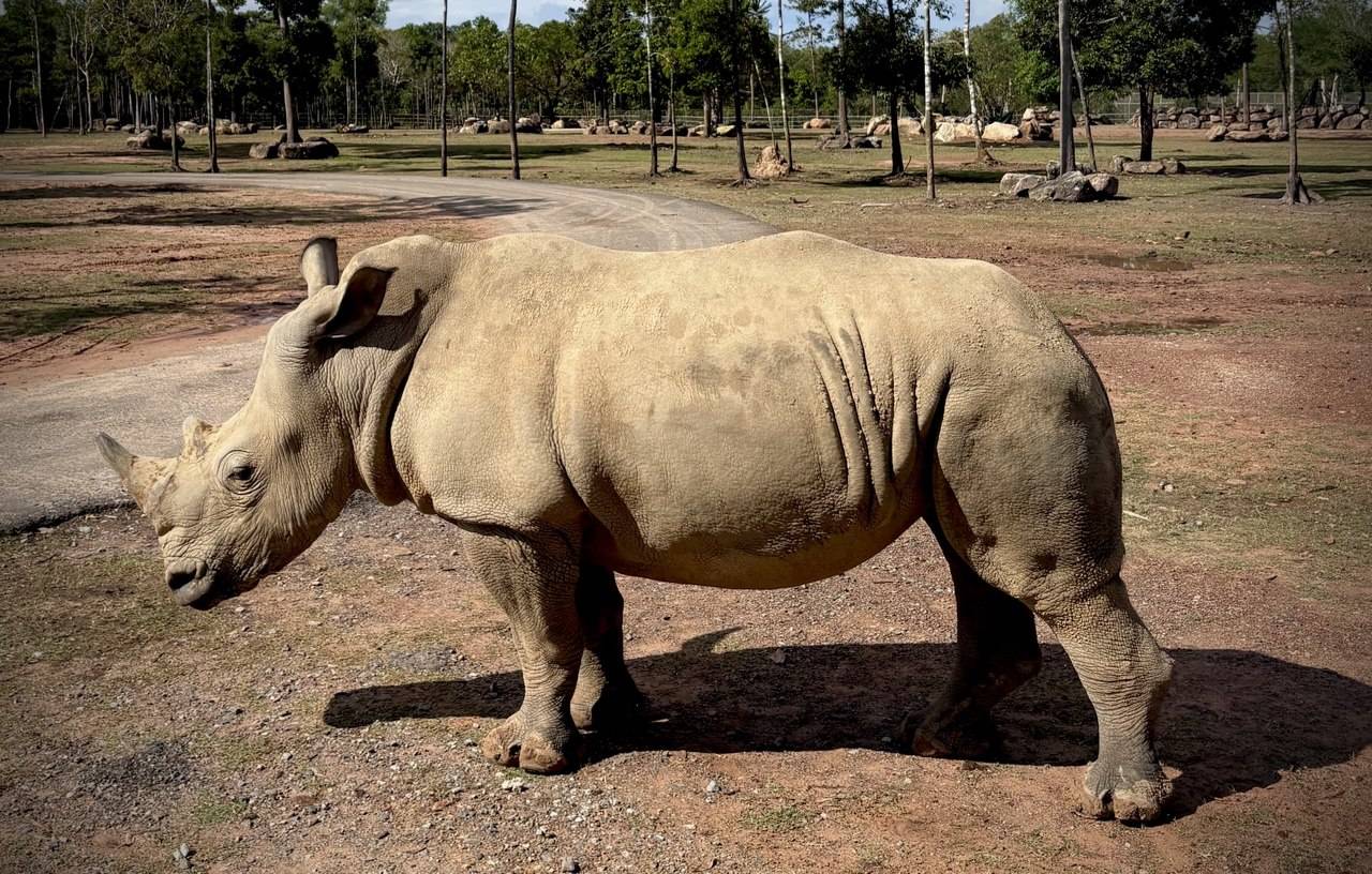 A white rhino walking beside the road at Vinpearl Safari Phu Quoc