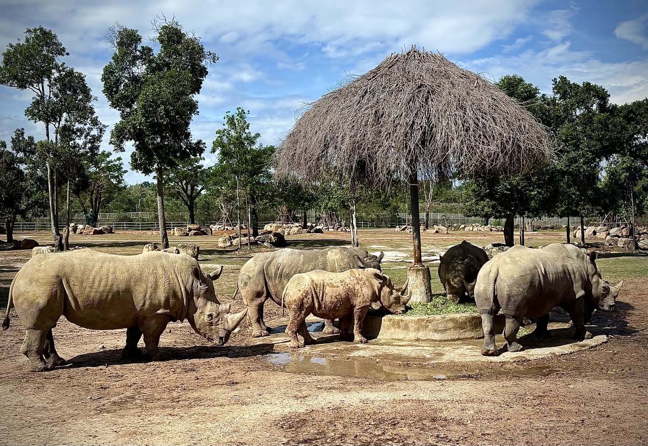 Rhinos at the feed shelter in the open ground at Vinpearl Safari
