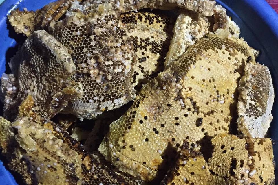 Forest honey, Mật ong