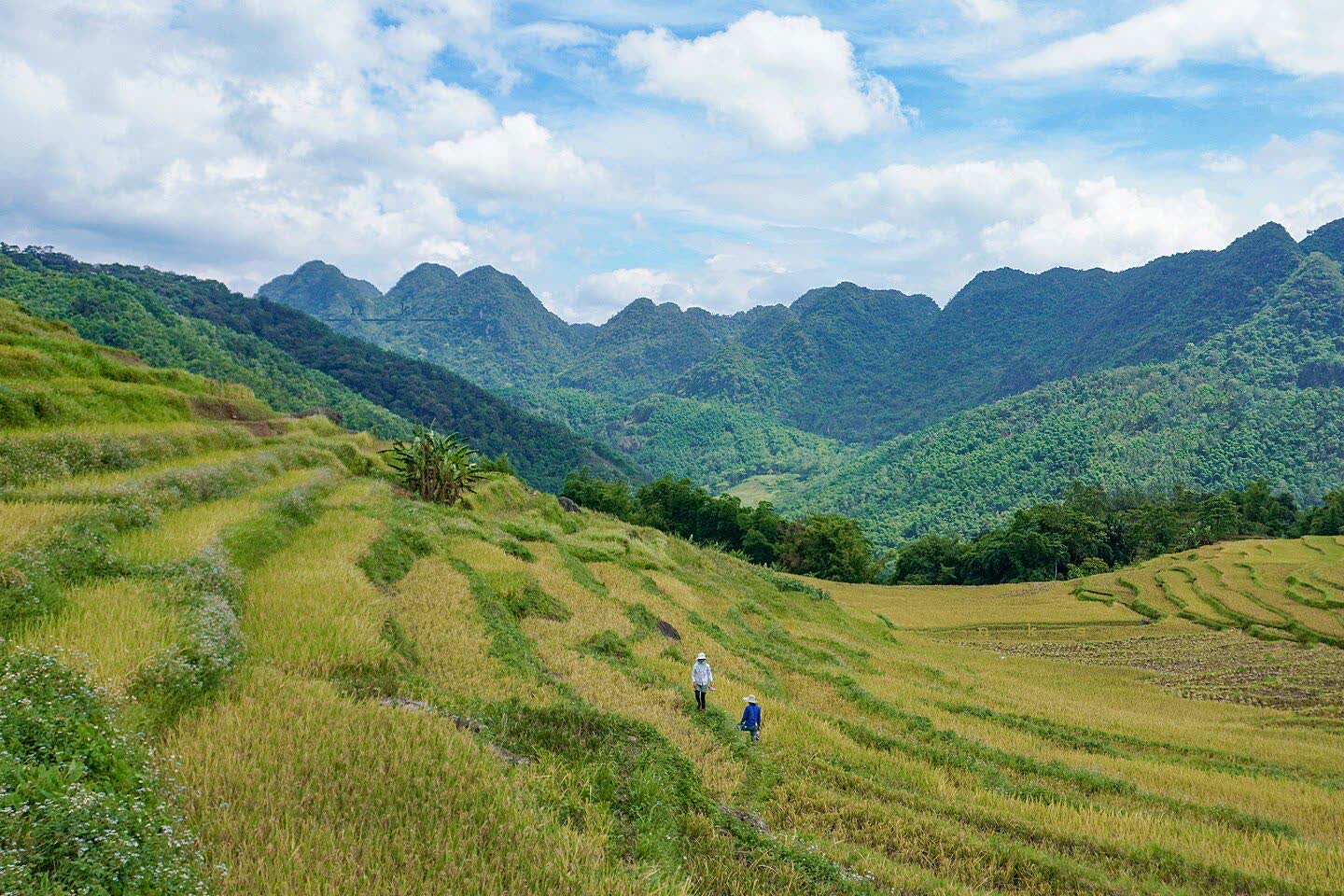 Two people on a path through rice terraces, limestone hills behind them in Pu Luong