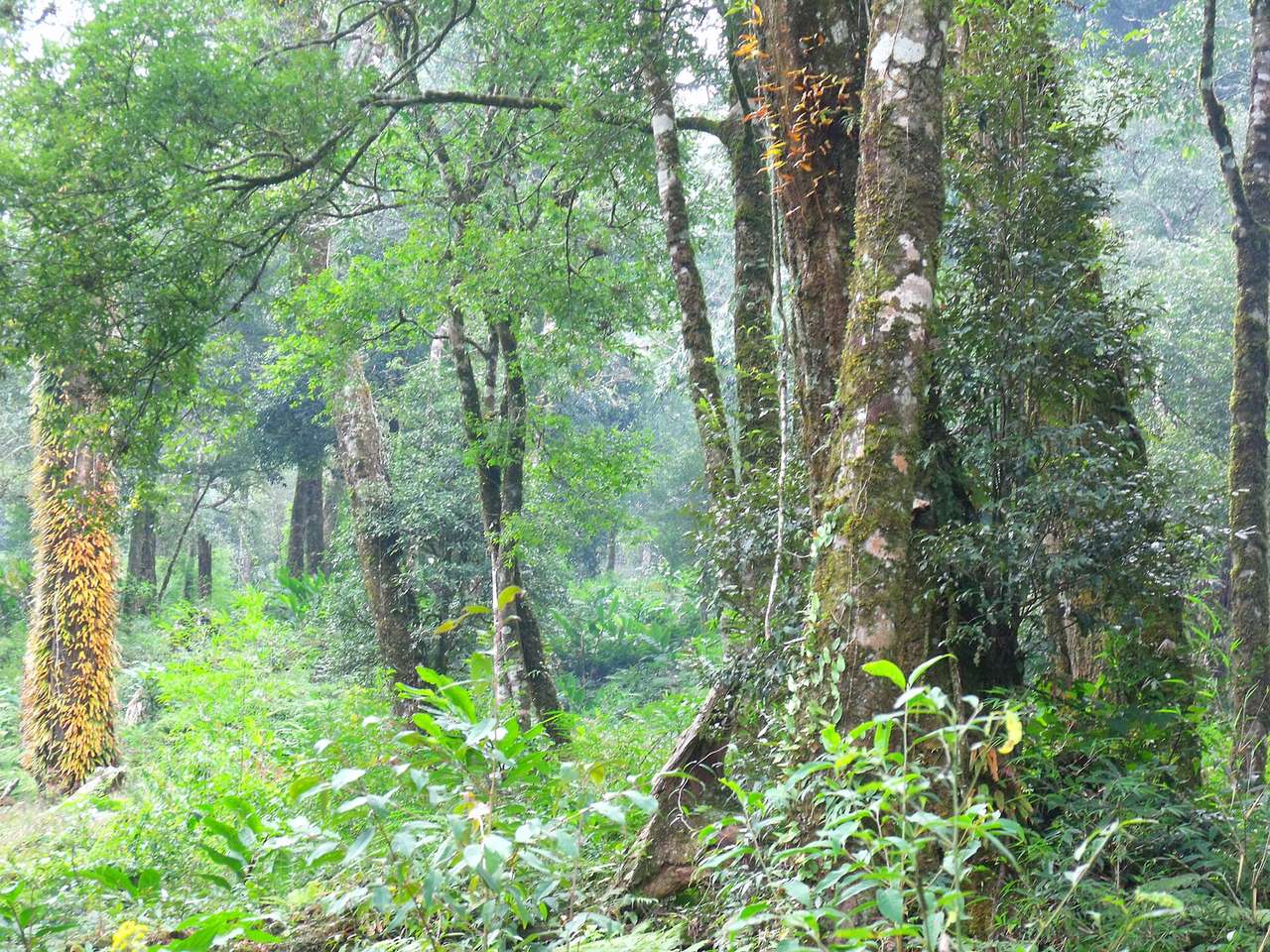 Tall trees and undergrowth in the forest of Hoang Lien National Park