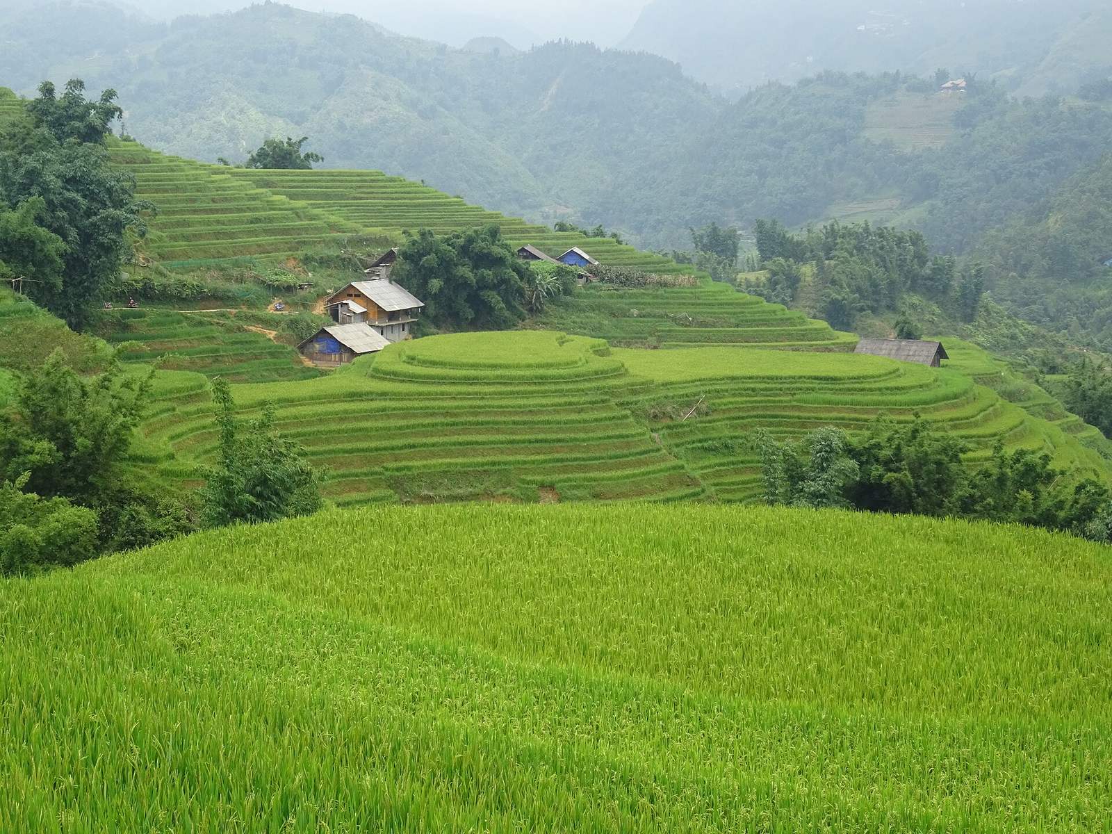 Green rice terraces and village roofs at Lao Chai, Sa Pa