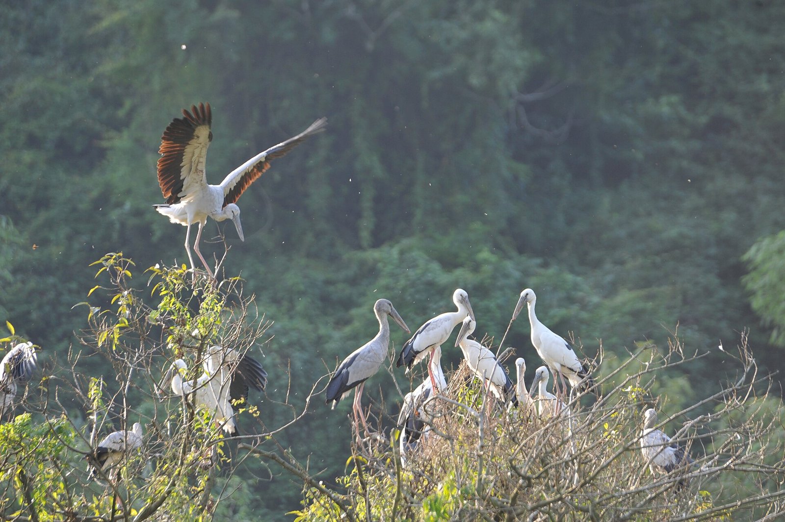 Open-billed storks perched on bare branches, one landing with wings spread, at Thung Nham