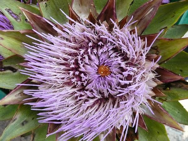 Artichoke tea, Trà atiso