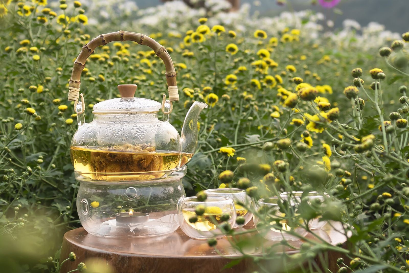 Son kim cuc tea, Trà sơn kim cúc