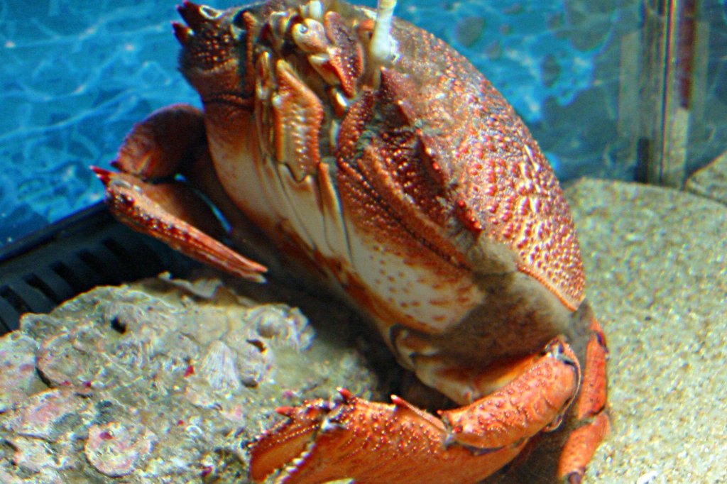 Emperor crab, Cua Huỳnh Đế